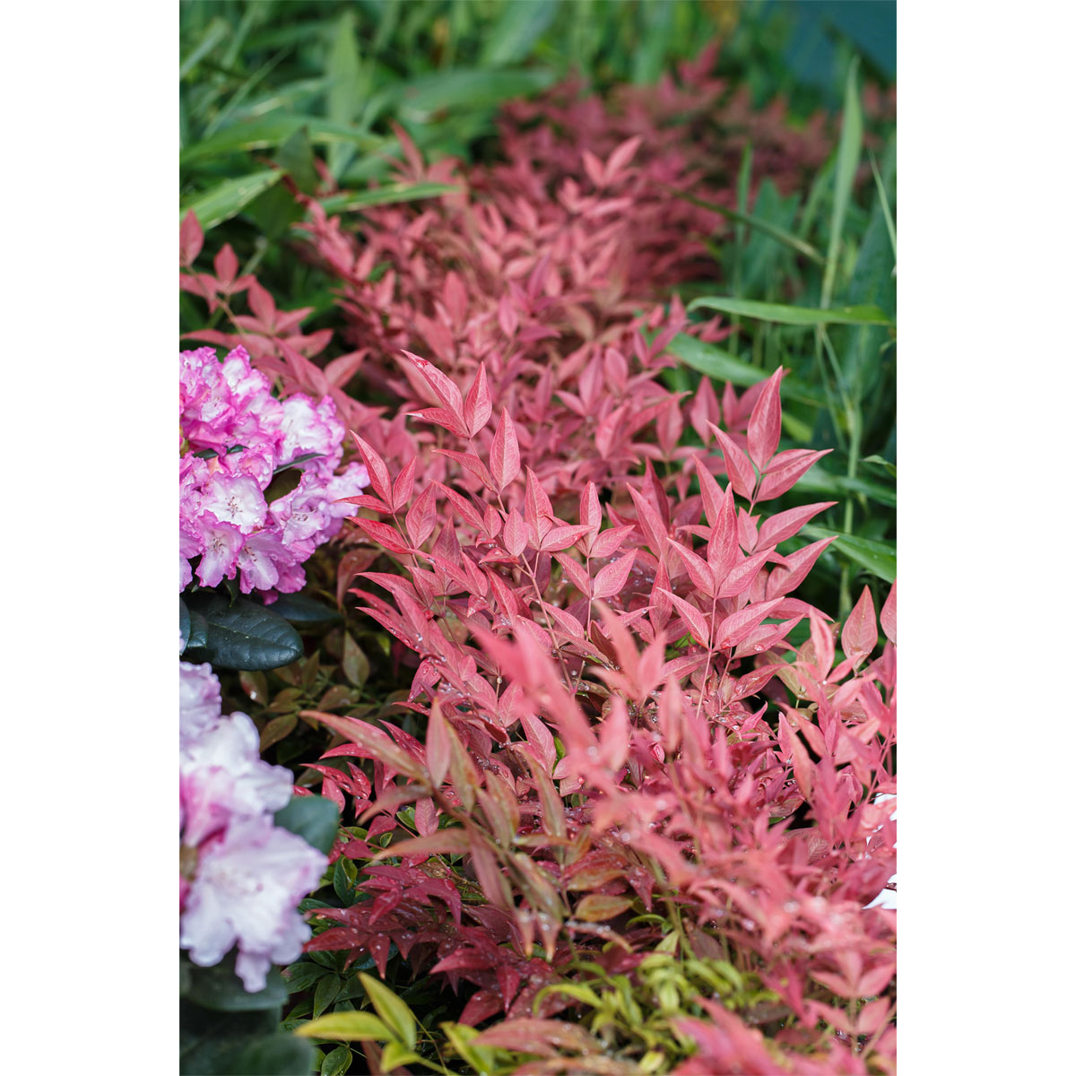 Plantiflor Heiliger Bambus Topf Durchmesser 15 cm