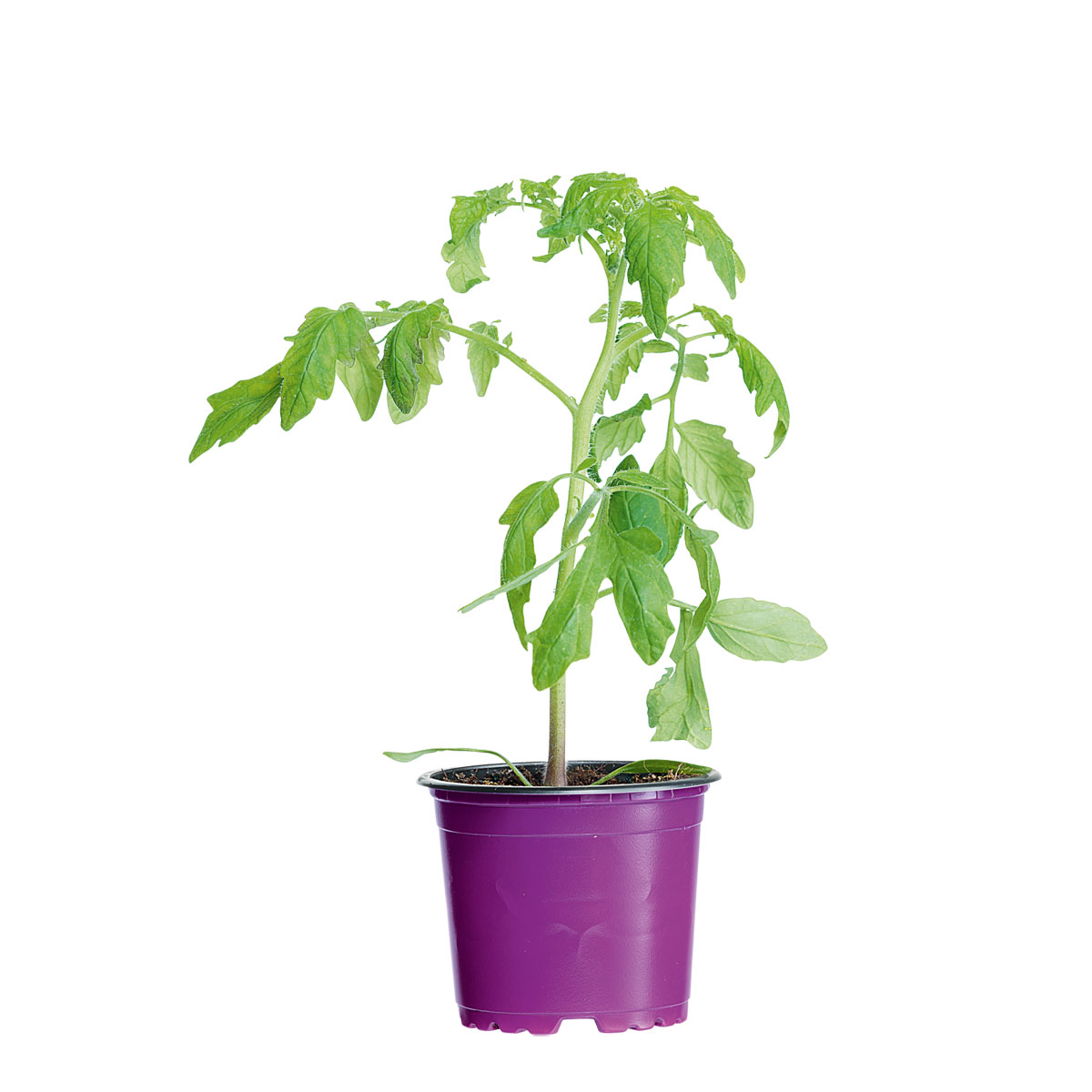 Bio Gourmet Tomaten Venusbrüstchen Topf Durchmesser 11 cm Bild 1