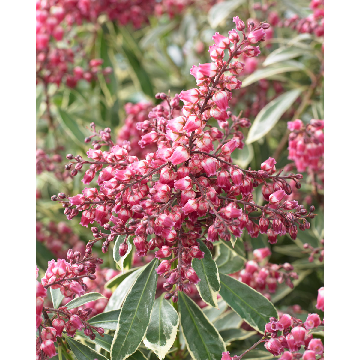 Plantiflor Lavendellheide Polar Passion Topf Durchmesser 17 cm