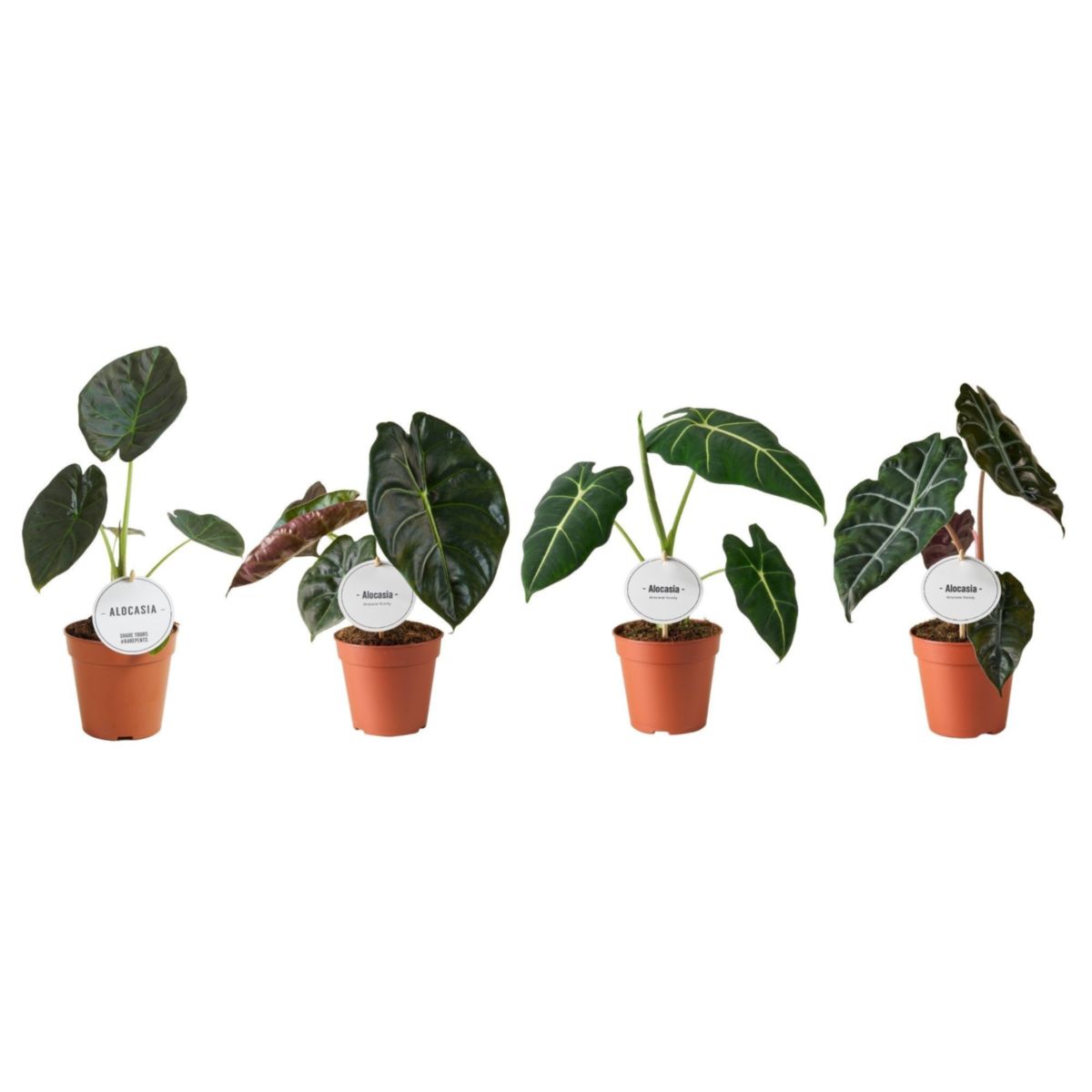 Plantiflor Pfeilblatt Alocasia Mix, Topf-Durchmesser T11