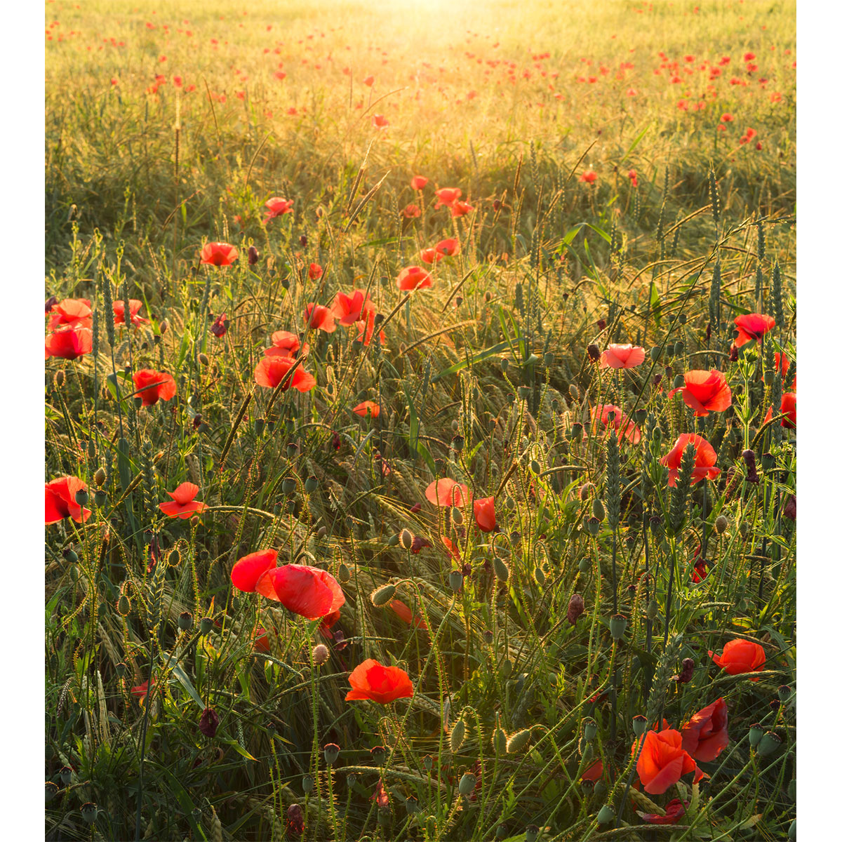 Komar  Vlies Fototapete Poppy World 250x280 cm Bild 2
