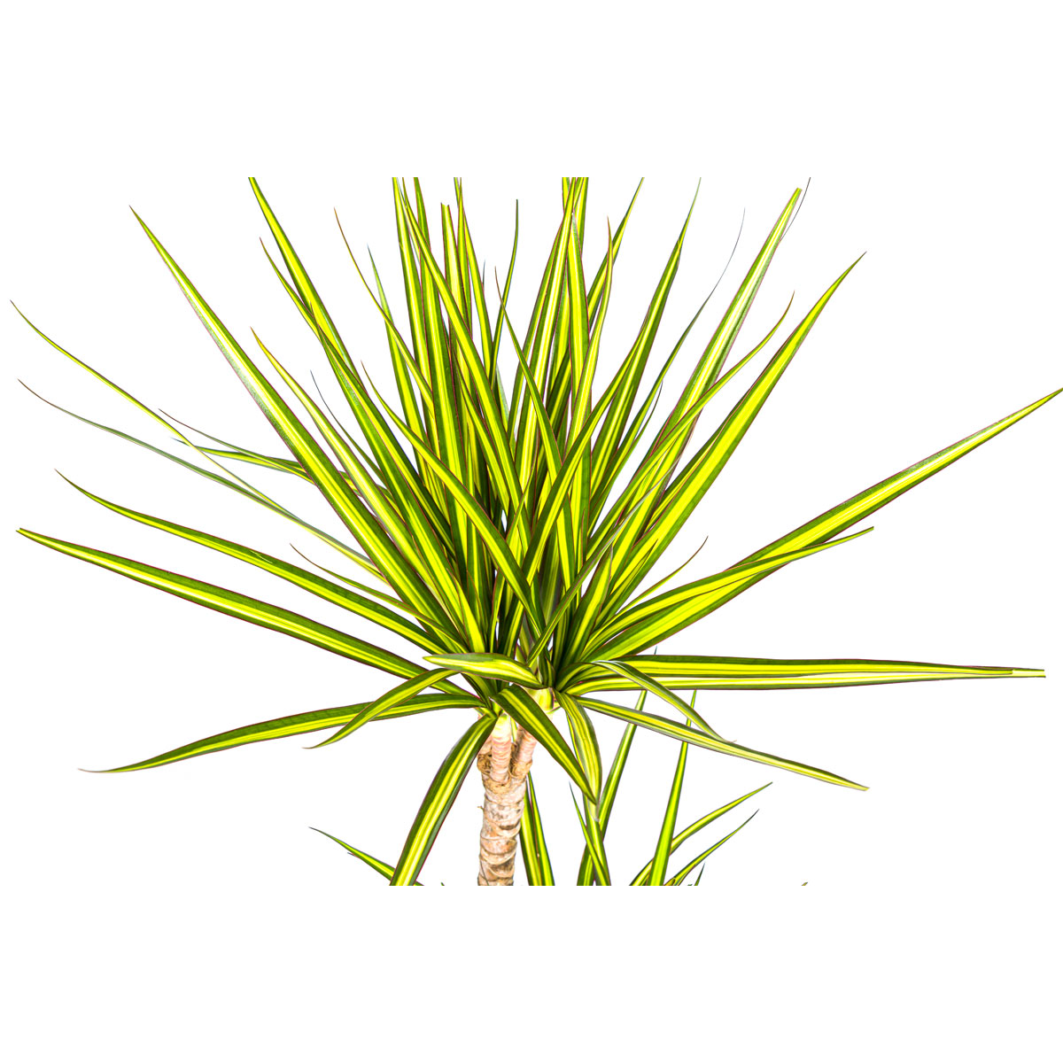 Gerandeter Drachenbaum „Sunray“, Topf Ø 17 cm Bild 3