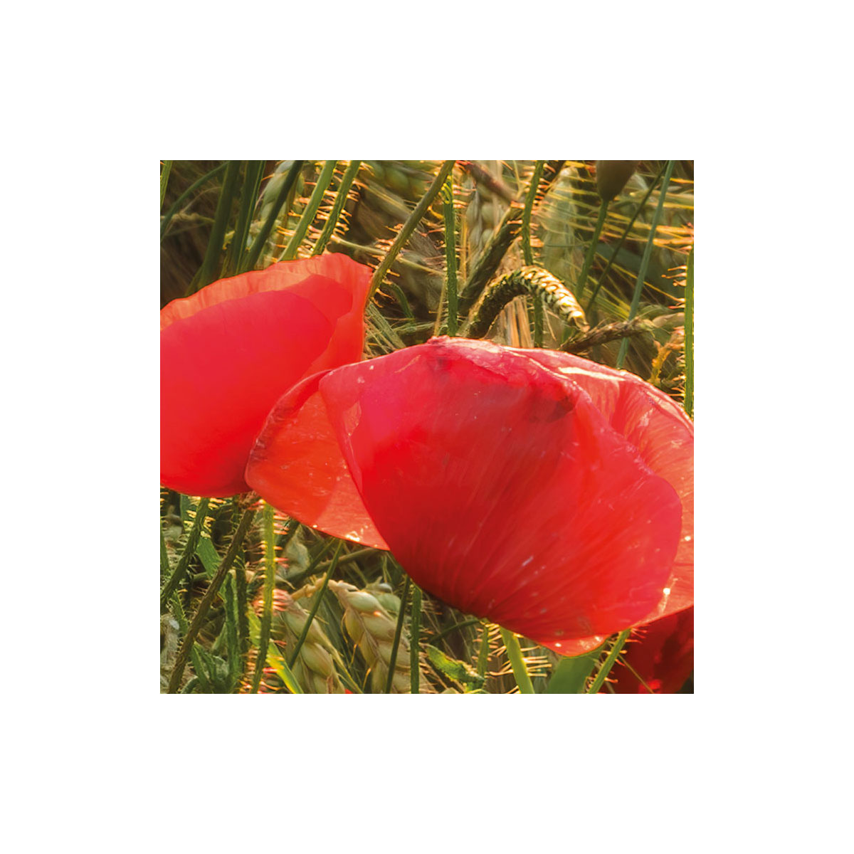 Komar  Vlies Fototapete Poppy World 450x280 cm Bild 3