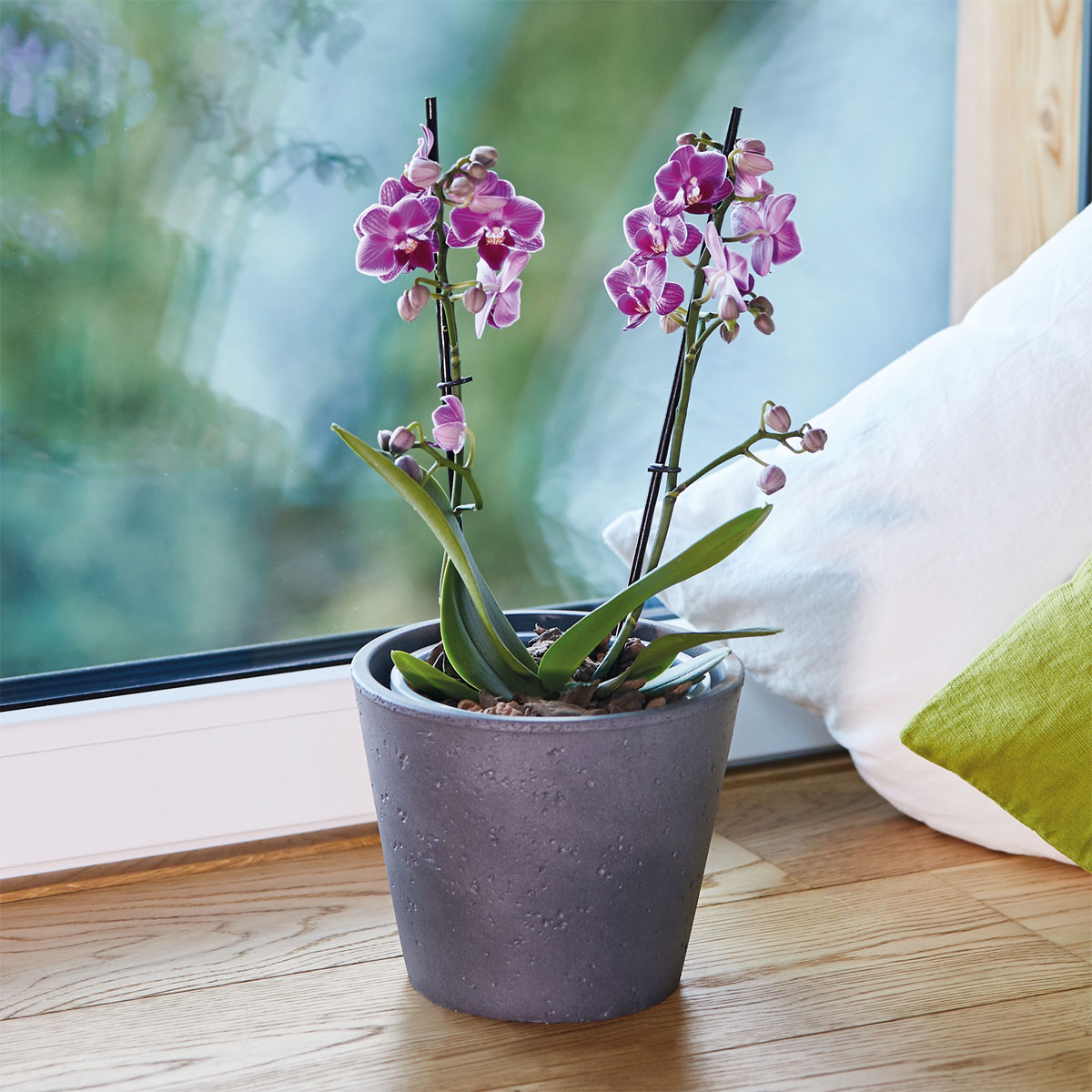 Seramis Spezial-Substrat für Orchideen 7 L Bild 6