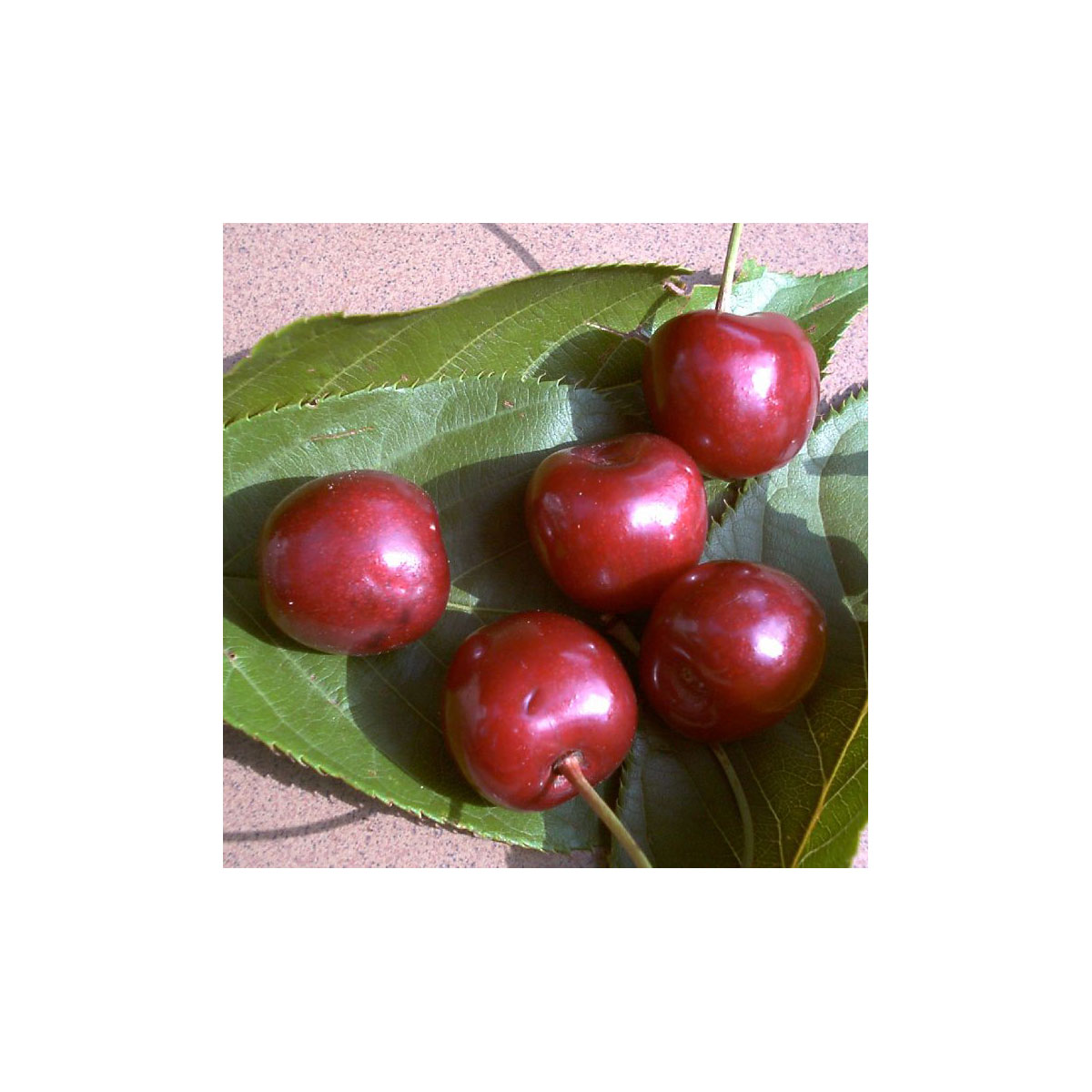 Säulenkirsche Sylvia Colt