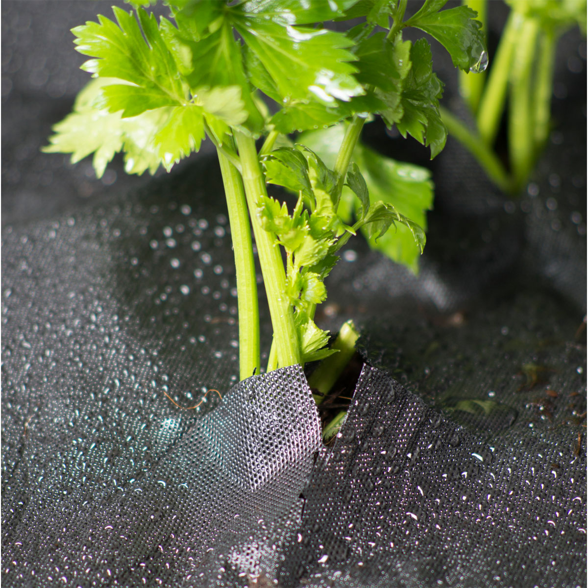 Windhager  Unkrautfolie Antiweed 15x0,9 m Bild 4