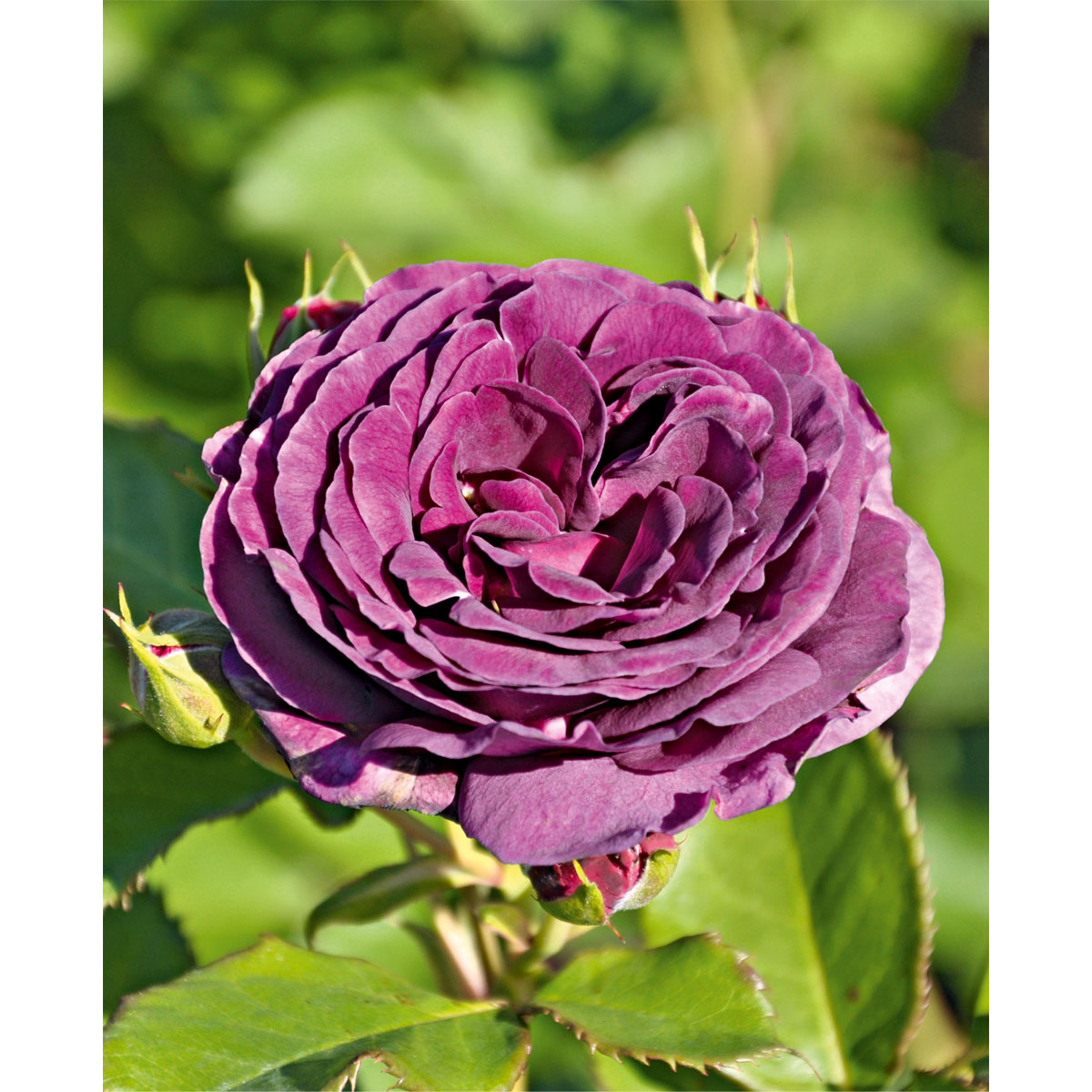 Plantiflor Beetrose Minerva Topf Durchmesser 24 cm Bild 3