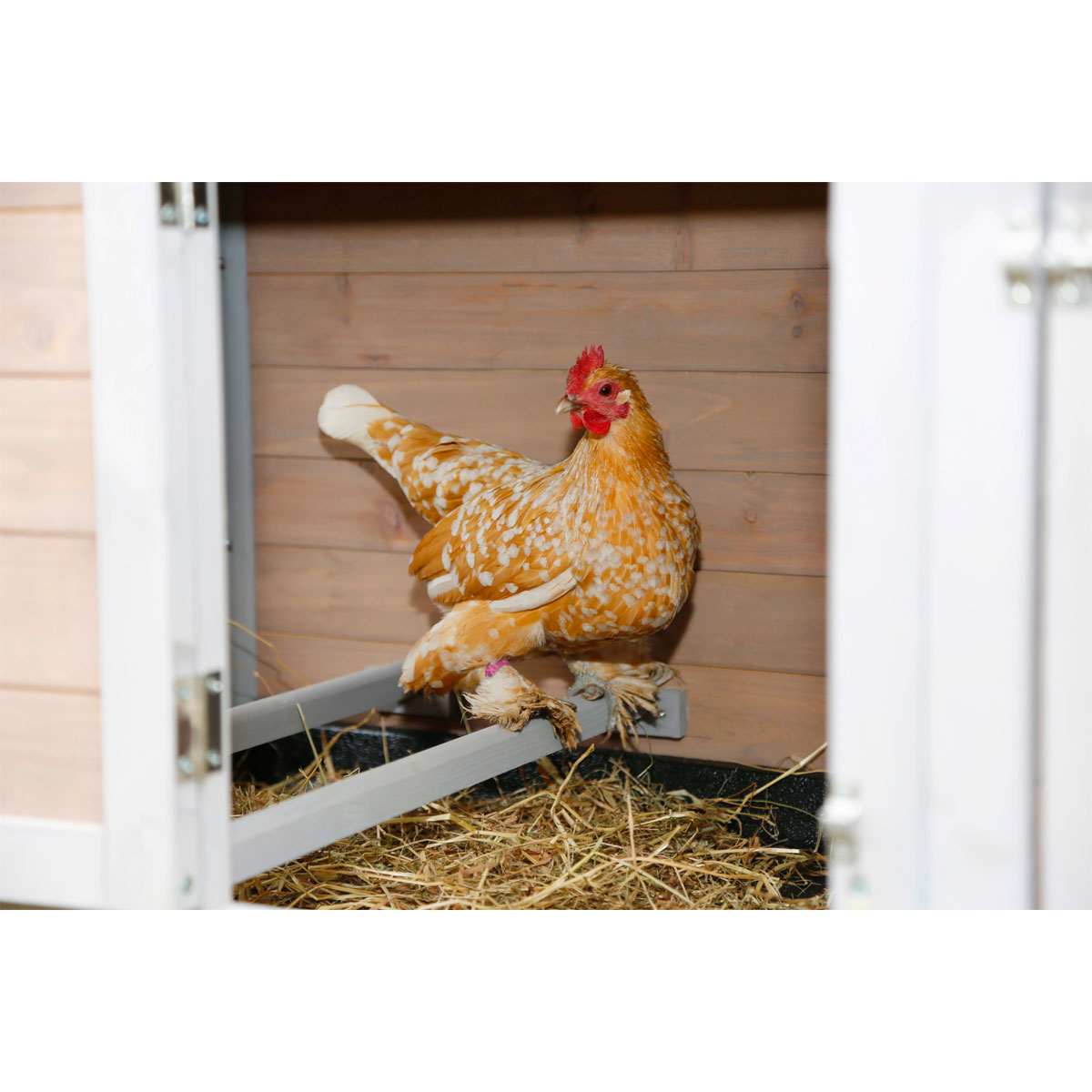 Hühnerstall Bonny 181 x 118 x 65 cm beige-weiß Bild 12