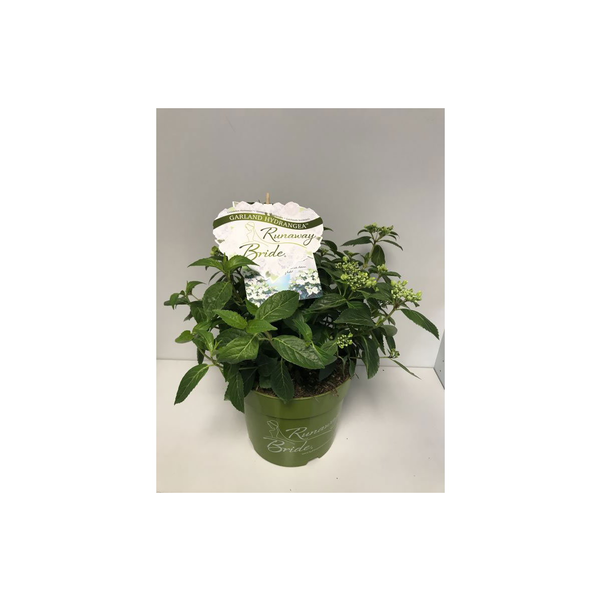 Plantiflor  Freiland-Hortensie Runaway Bride C6