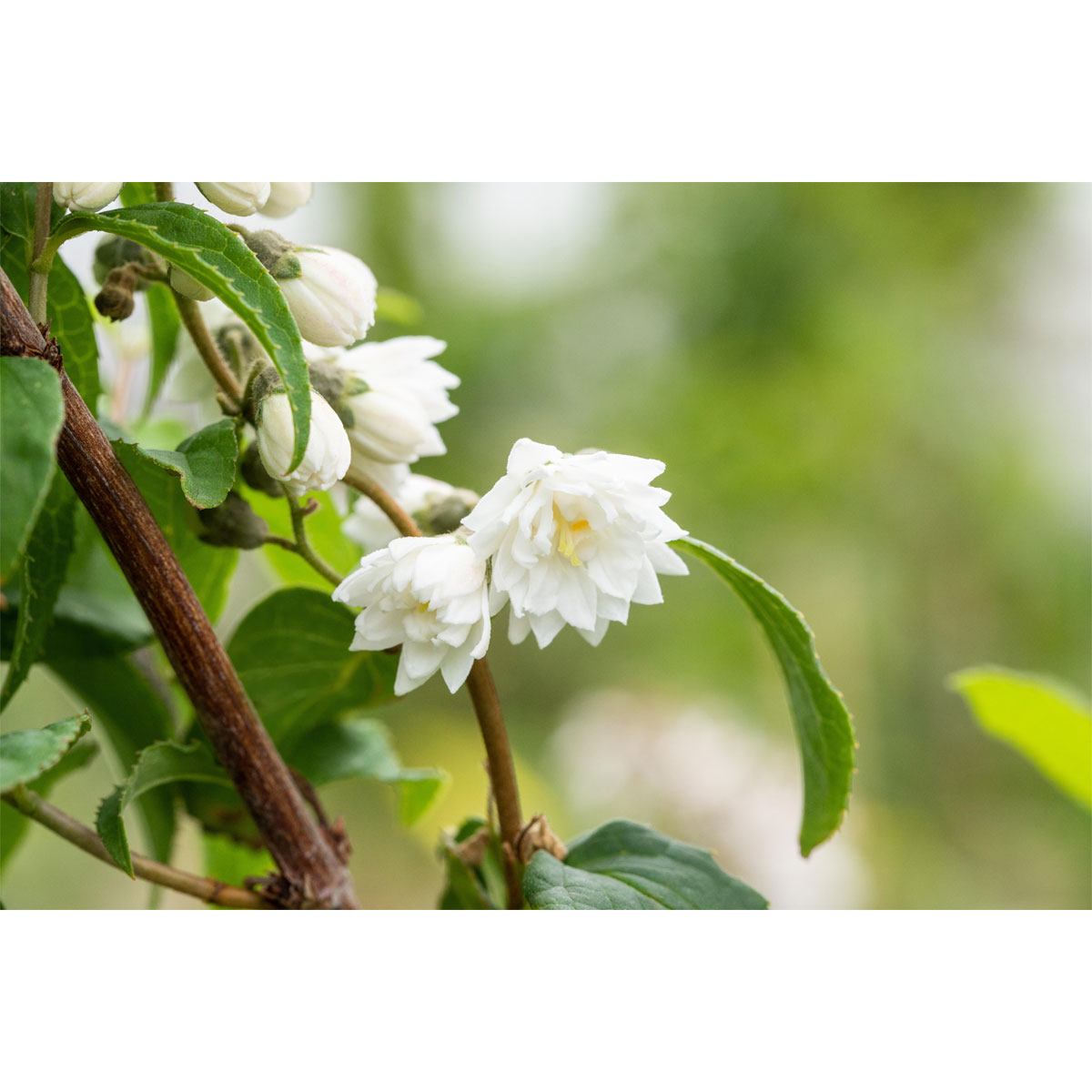 Plantiflor Gefüllter Sternchenstrauch Plena Topf Durchmesser 19 cm