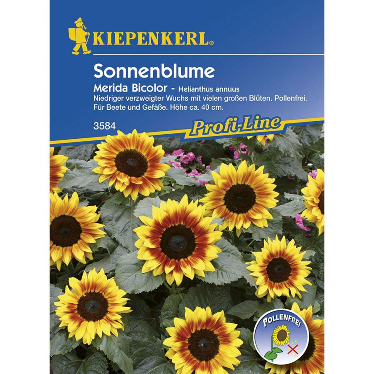 Kiepenkerl Sonnenblume Merida Bicolor Bild 1