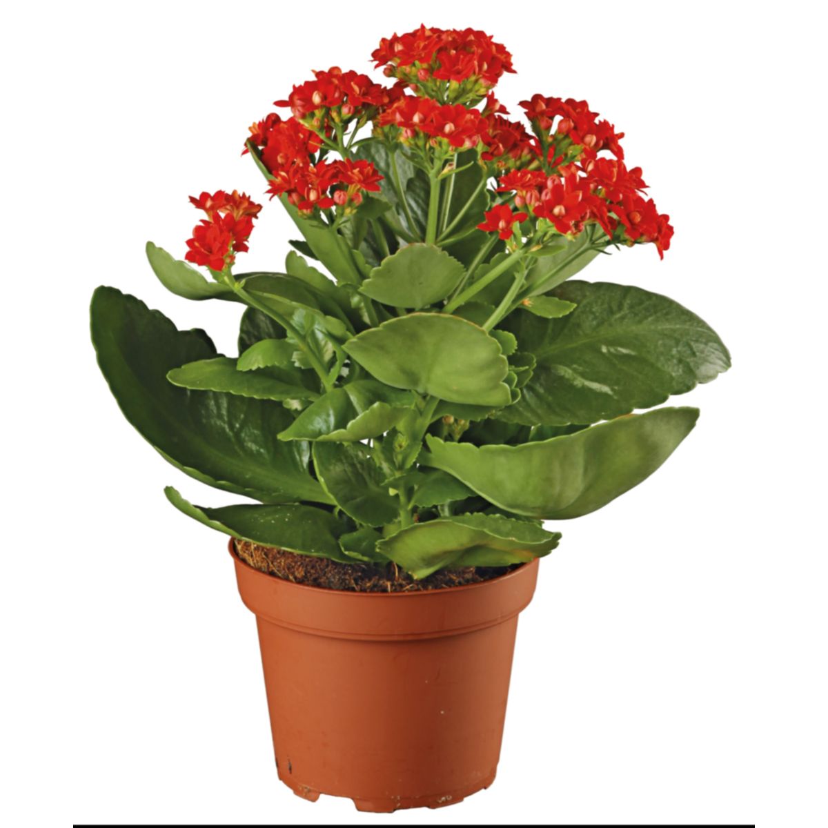 Plantiflor Flammendes Käthchen Calandiva T11