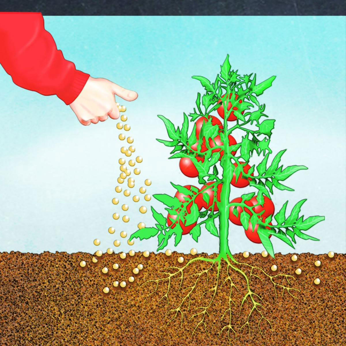 Compo BIO Tomaten Langzeit-Dünger mit Schafwolle 750 g Bild 2