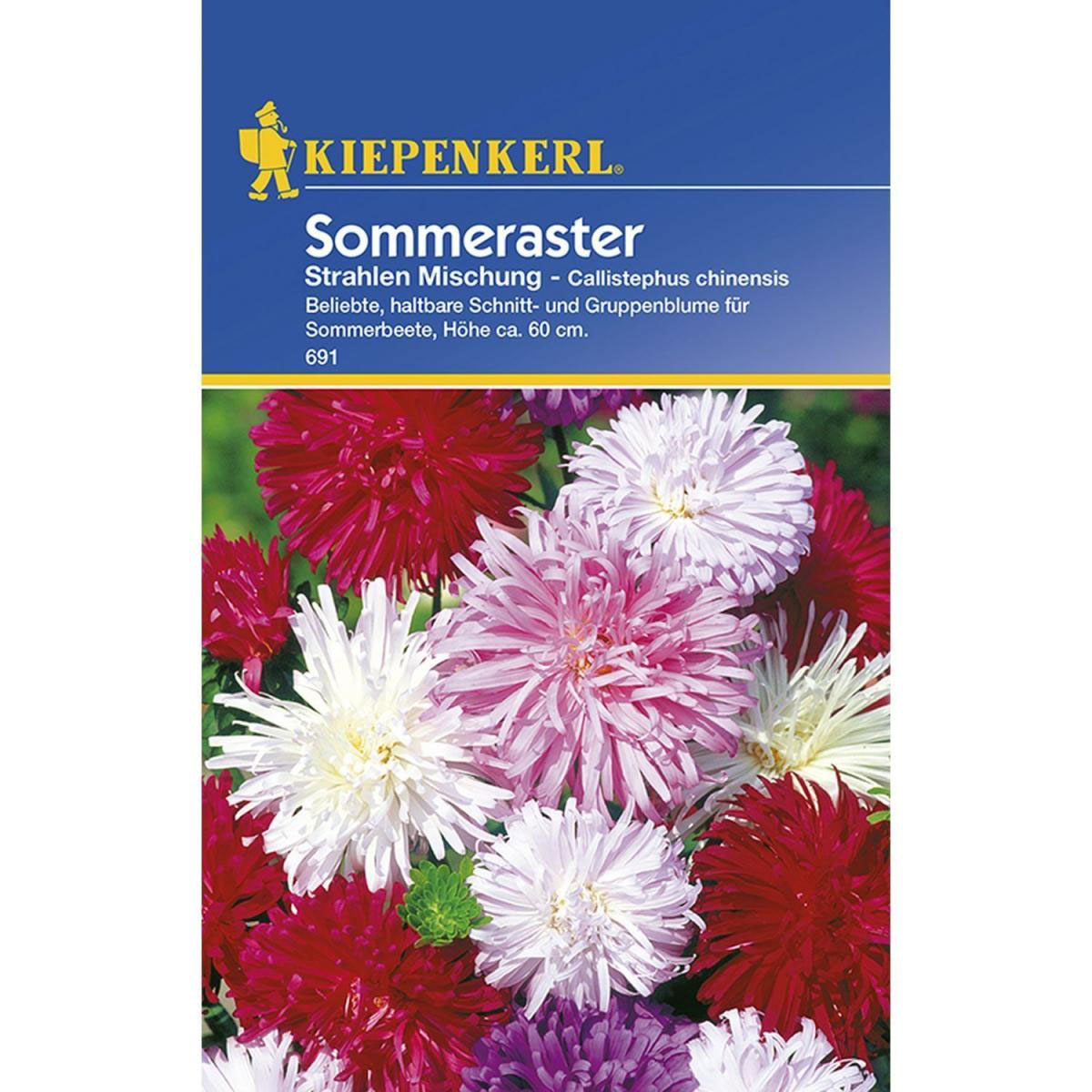 Kiepenkerl Strahlen-Aster Callistephus Misch.