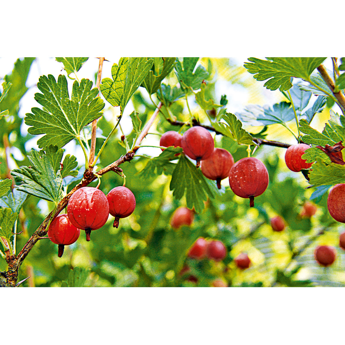 Plantiflor  Stachelbeerstrauch rot Topf Durchmesser 17 cm