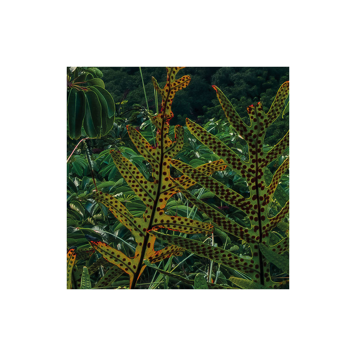 Komar  Vlies Fototapete Jurassic Island 450x280 cm Bild 8