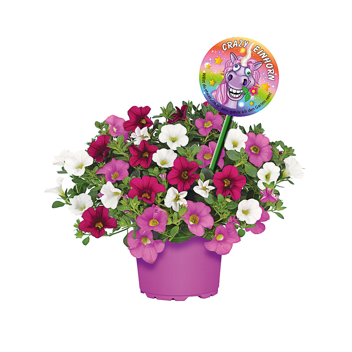Plantiflor  Zauberglöckchen Crazy Einhorn T12 Bild 1
