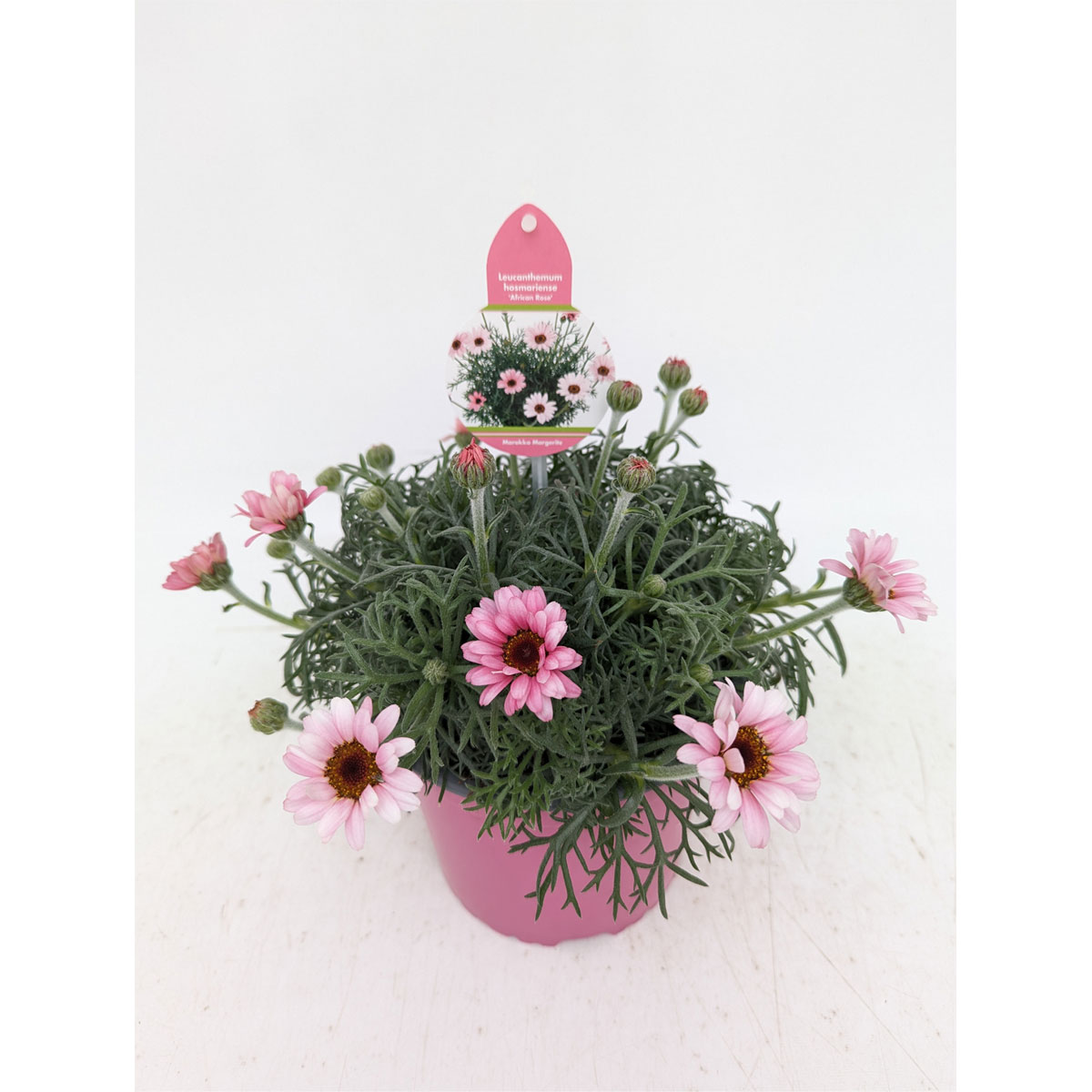 Plantiflor  Marokko Margerite African Serie Topf Durchmesser 17 cm