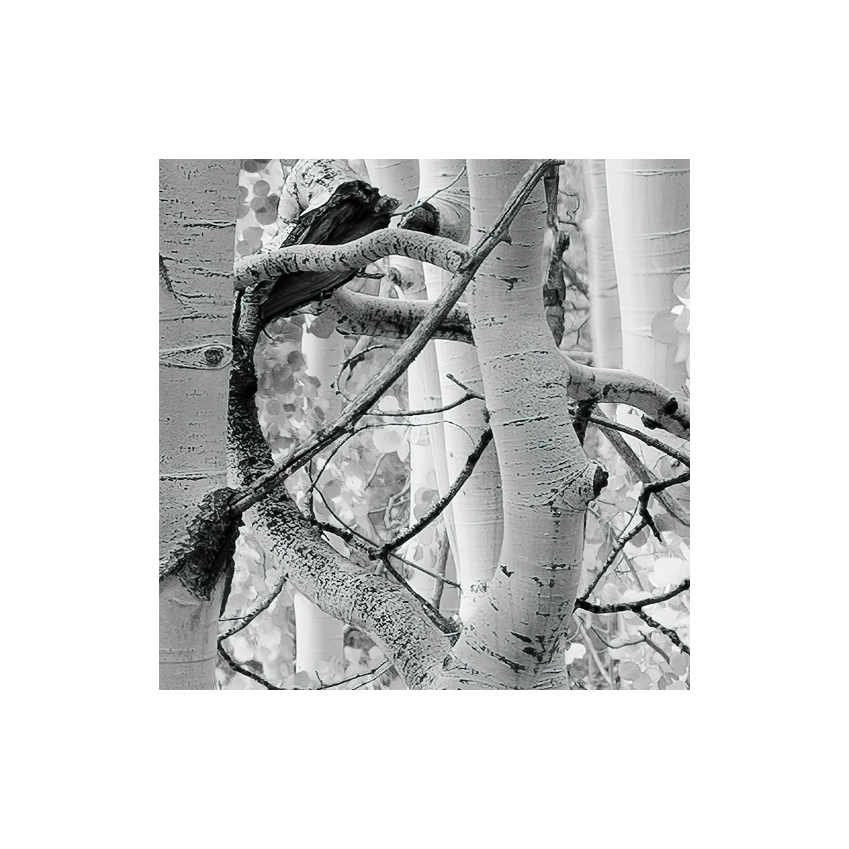 Komar  Vlies Fototapete Espenwald 450x280 cm Bild 5