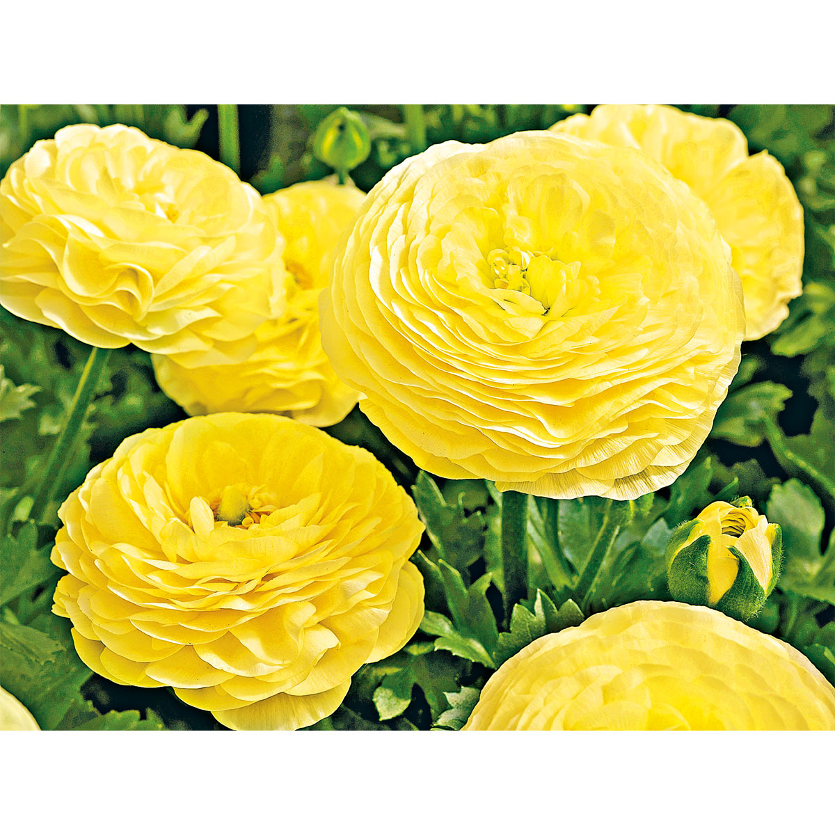 Plantiflor Ranunkel Topf Durchmesser 11 cm Bild 6