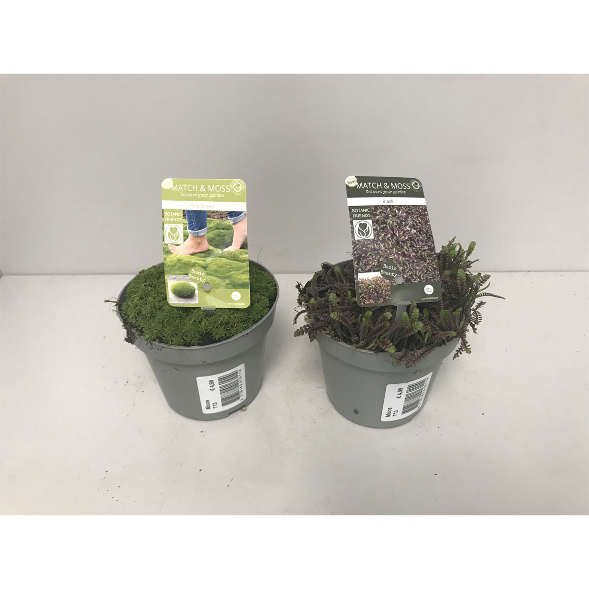 Plantiflor  Trittfester Moos Forest- Lime und Sea-Green T13