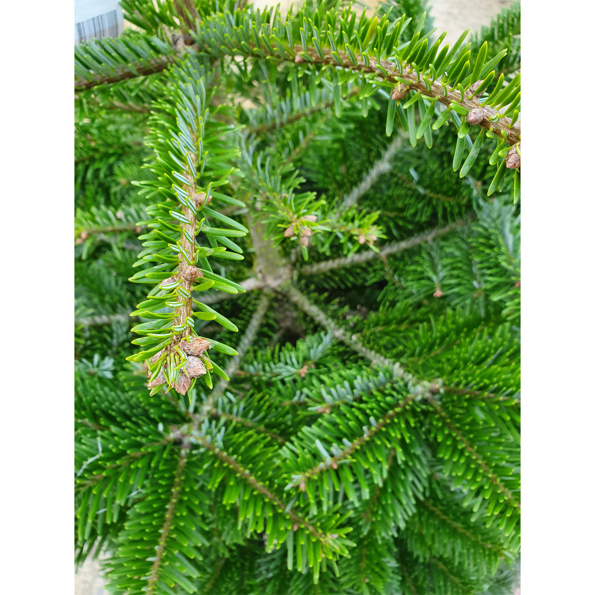 Plantiflor Nordmanntanne topfgewachsen 100-120 cm Bild 2
