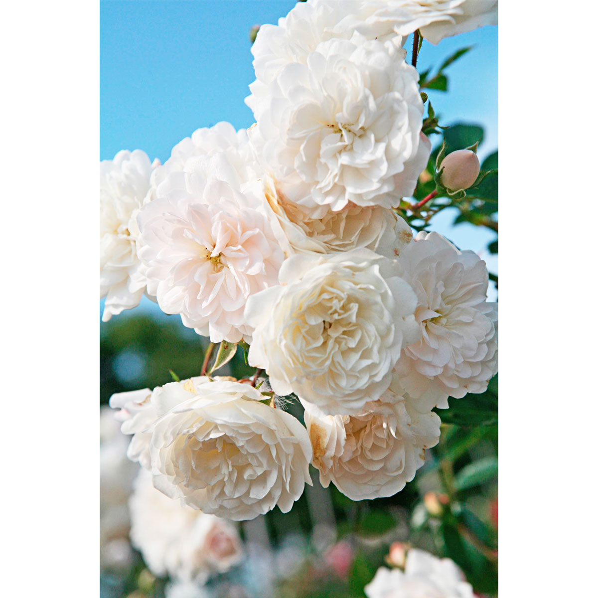 Plantiflor  Bodendeckerrosen Topf Durchmesser 13 cm Bild 5