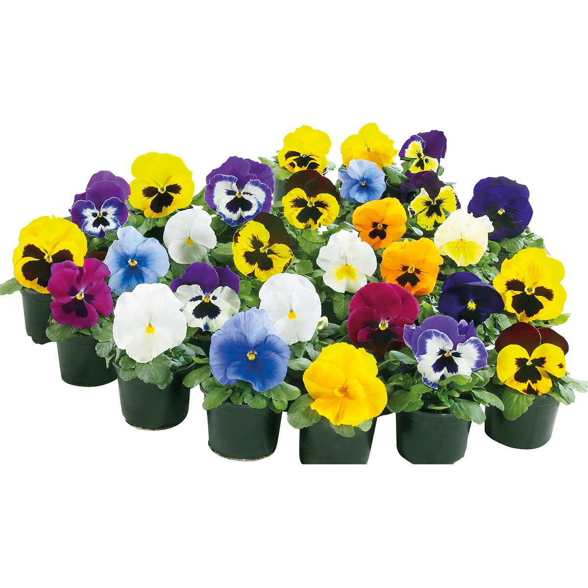 Plantiflor  Stiefmütterchen Topf Durchmesser 9 cm Bild 2