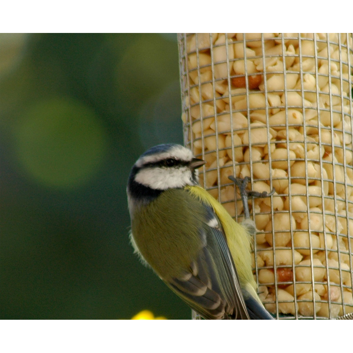 Futterspender mit Gitterröhre mit Anflugringen 14 x 14 x 26 cm Metall Silber Bild 6