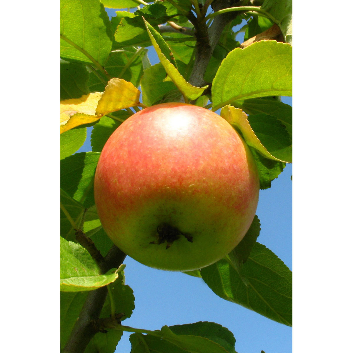 Plantiflor Herbstapfel Cox Orange Busch Topf Durchmesser 28 cm