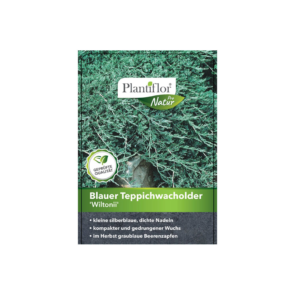 Plantiflor Blauer Teppichwacholder Wiltonii Topf Durchmesser 17 cm