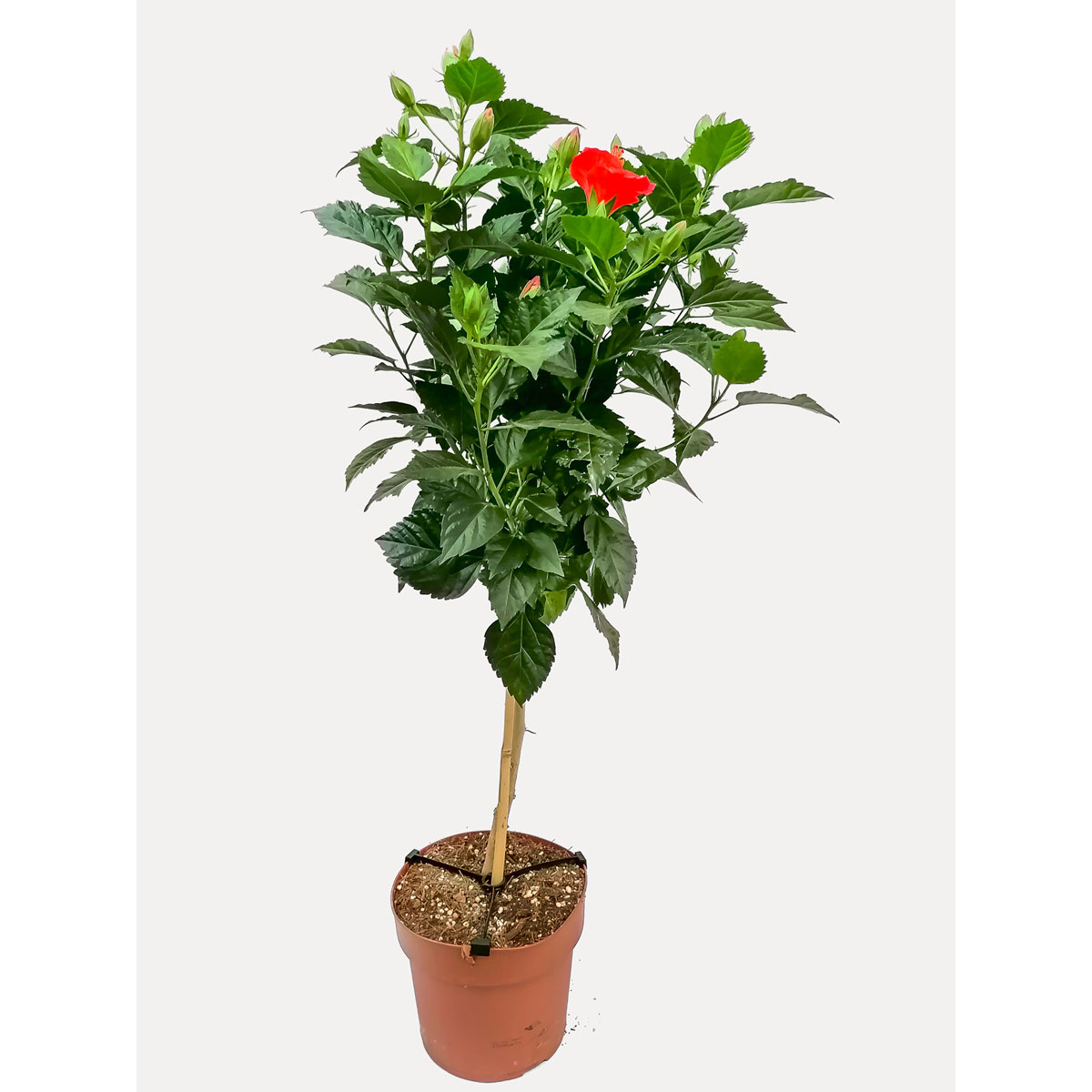 Hibiskus-Mix Stamm T21