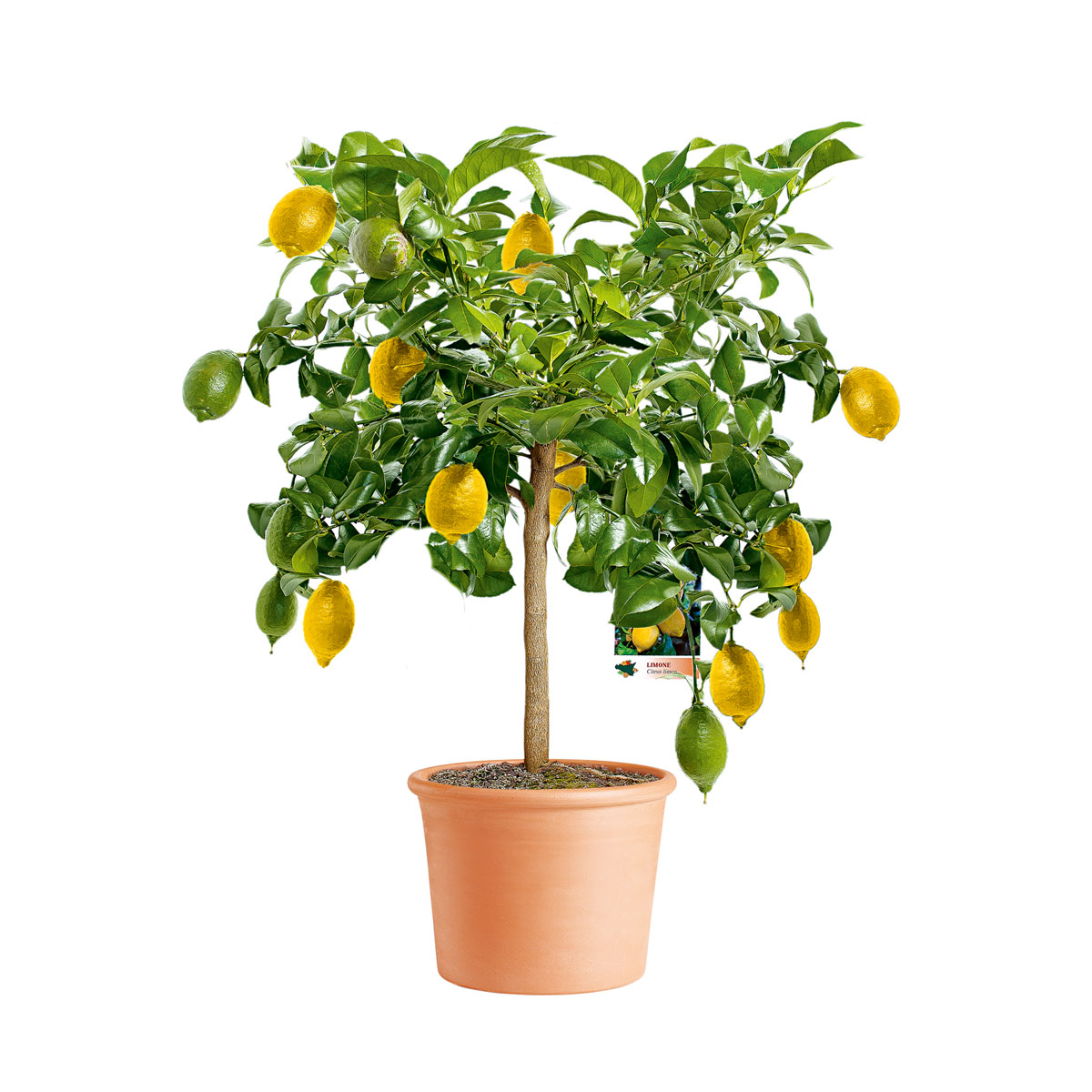 Plantiflor  Citrus-Ministamm Topf Durchmesser 20 cm 70-80 cm Bild 2