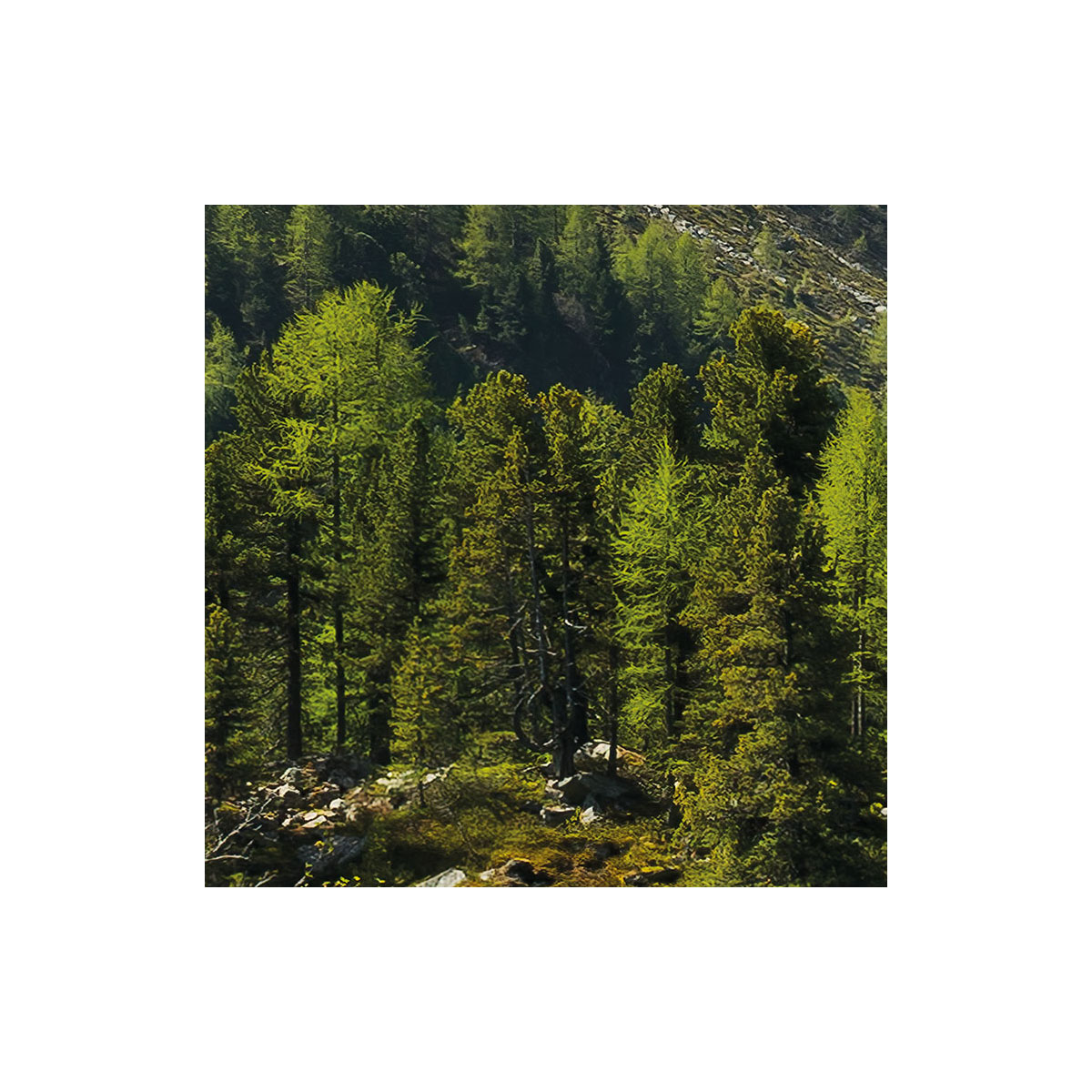 Komar  Vlies Fototapete Bergmagie 450x280 cm Bild 4