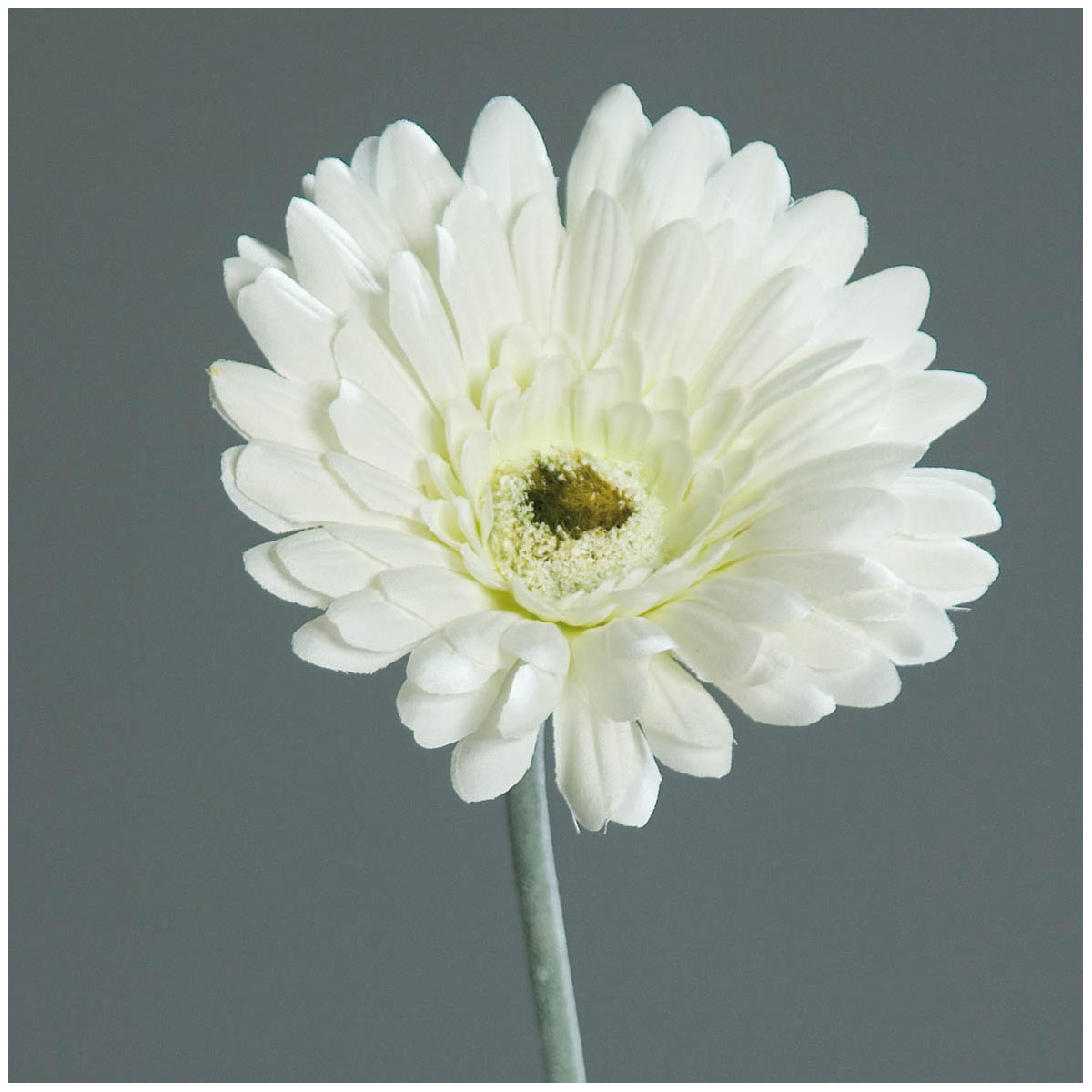 Gerbera 56 cm cream