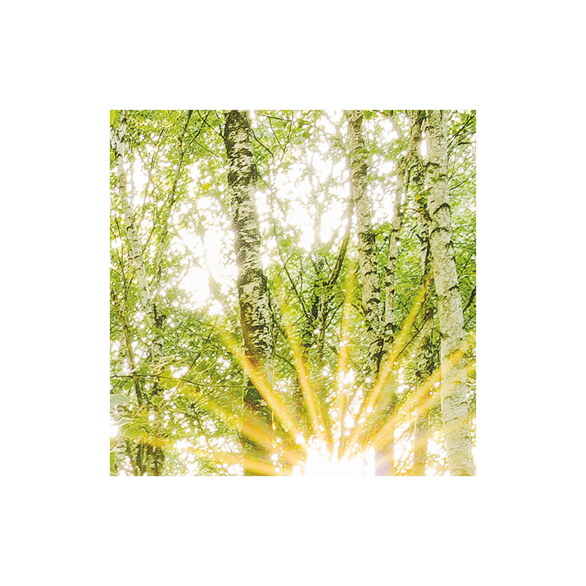 Komar  Vlies Fototapete Birch Trees 400x250 cm Bild 7