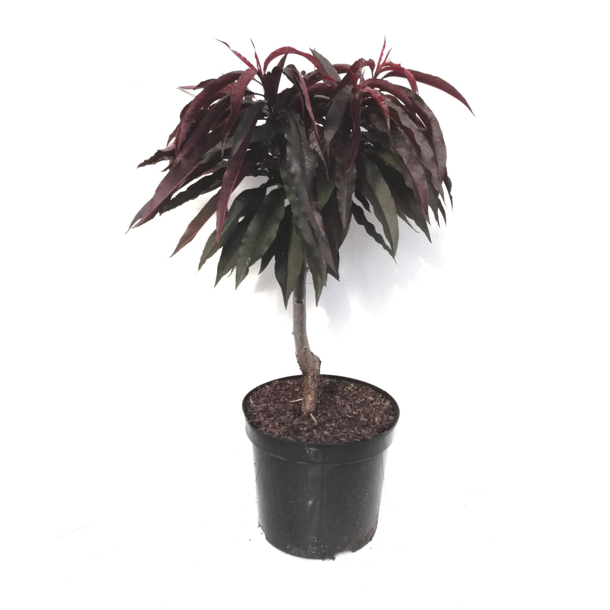 Zwergpfirsich Crimson Rotlaubig Pr Pumila