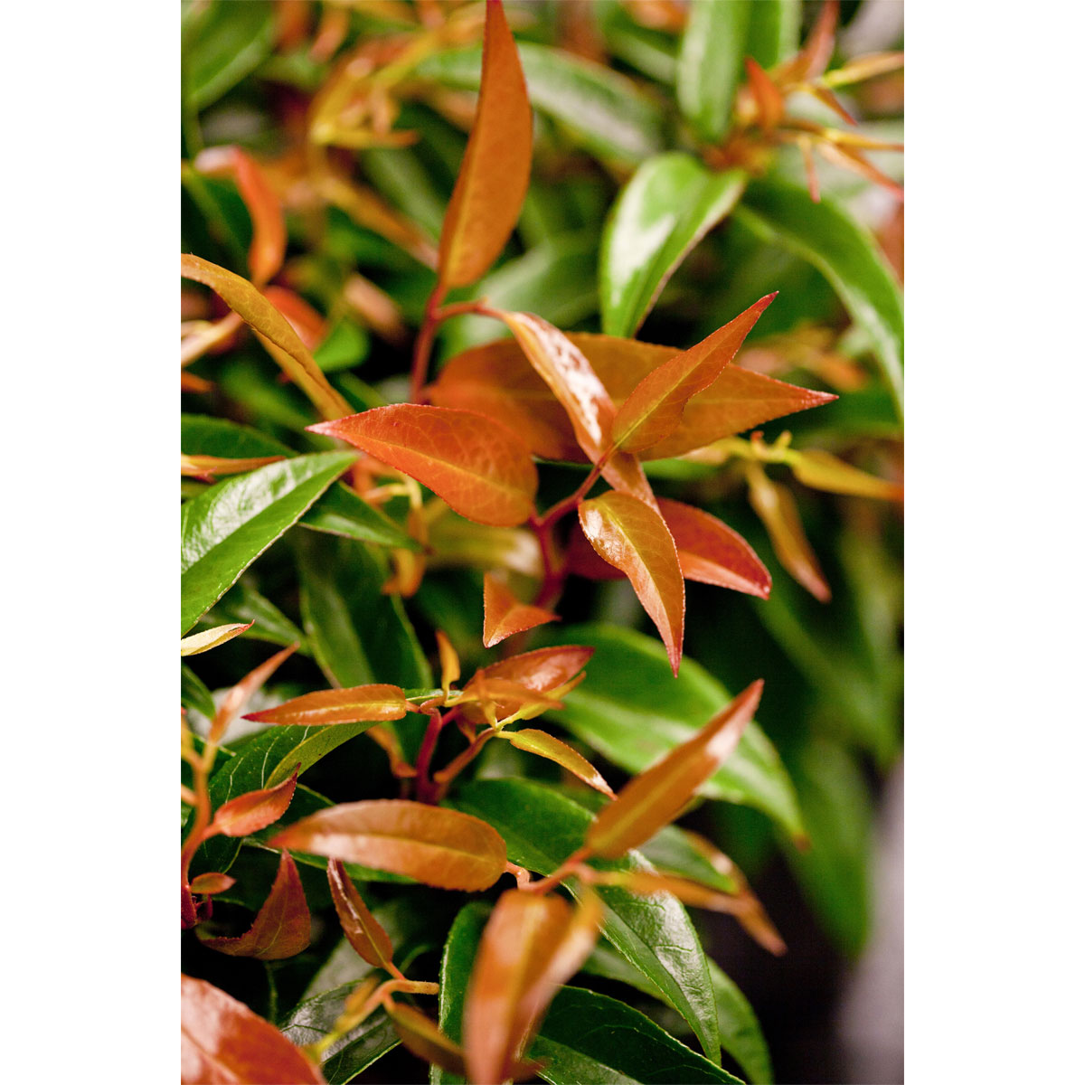 Plantiflor Traubenmyrthe Royal Ruby Topf Durchmesser 15 cm