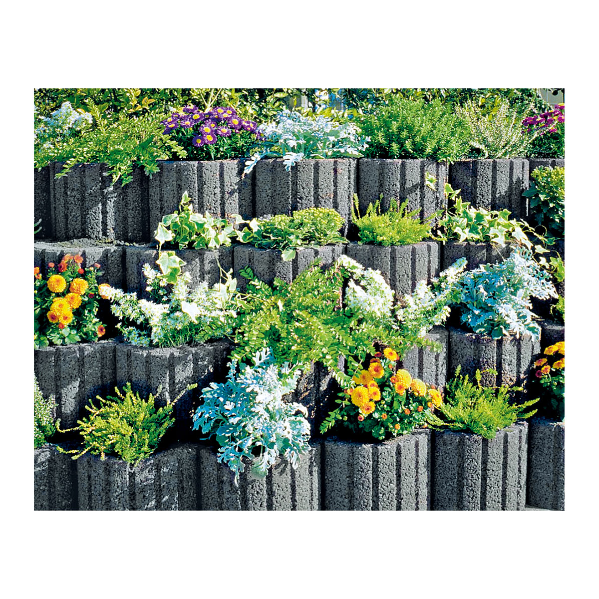 Pflanzring grau 40 x 5 x 25 cm Bild 2