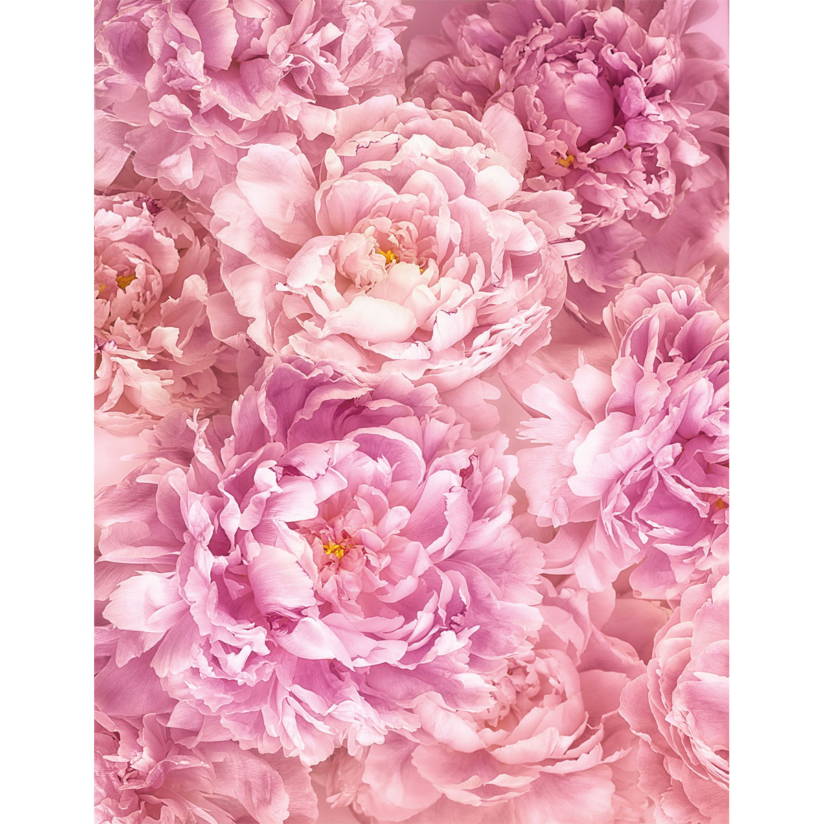 Komar  Vlies Fototapete Soave 200x260 cm Bild 2