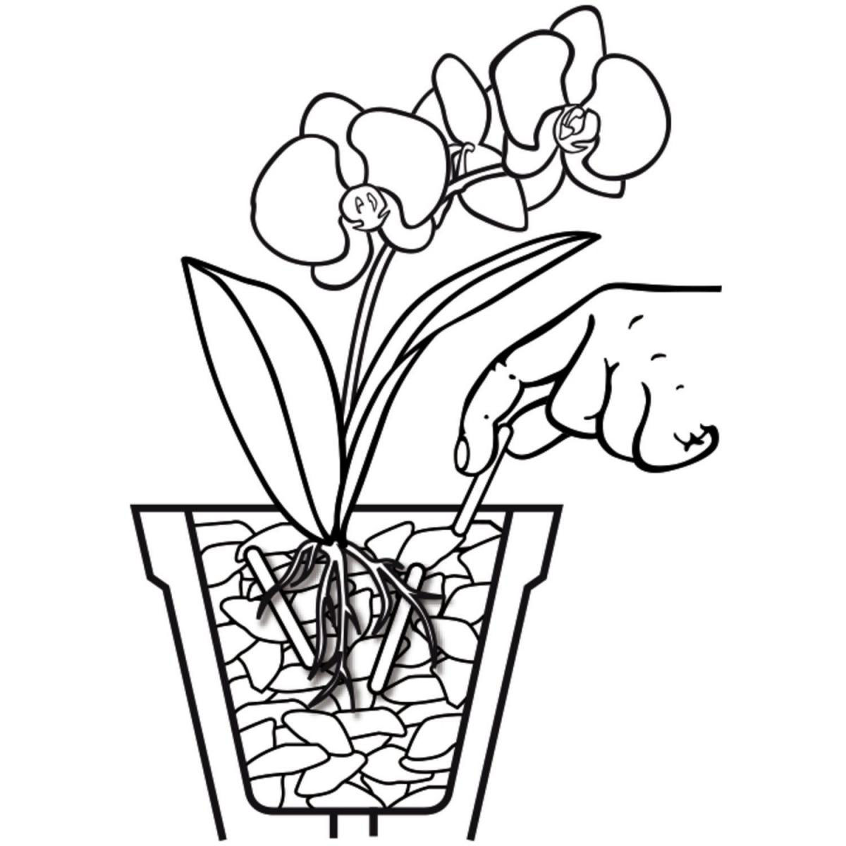 Compo Düngestäbchen für Orchideen 20 Stäbchen Bild 2