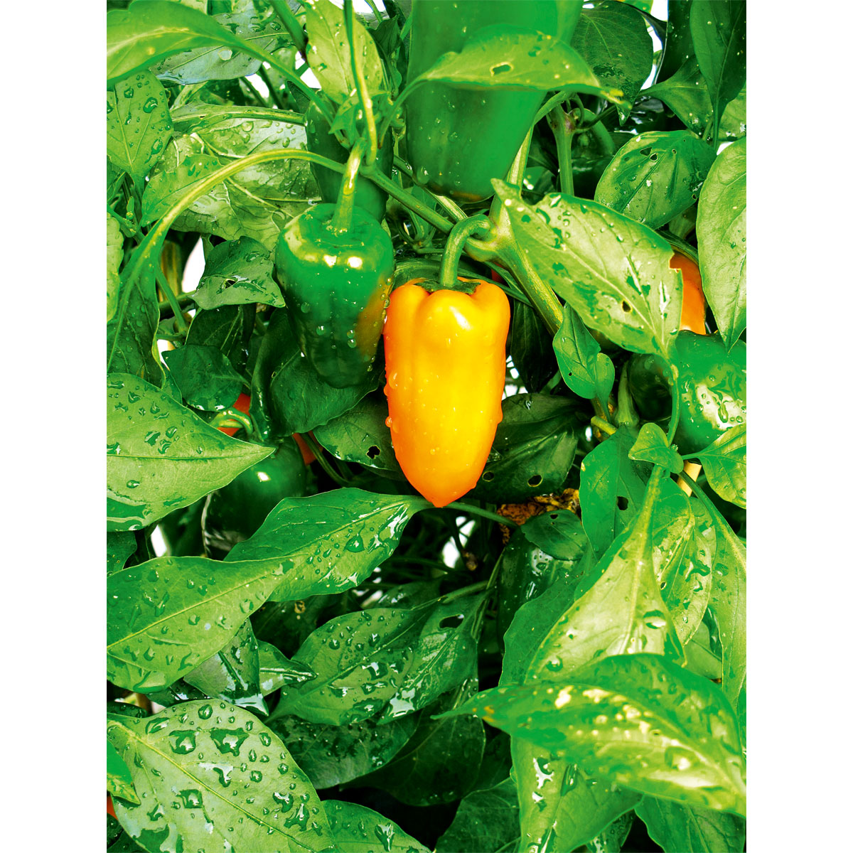 Plantiflor Meisterklasse Paprika rot Savio Topf Durchmesser 11 cm Bild 3