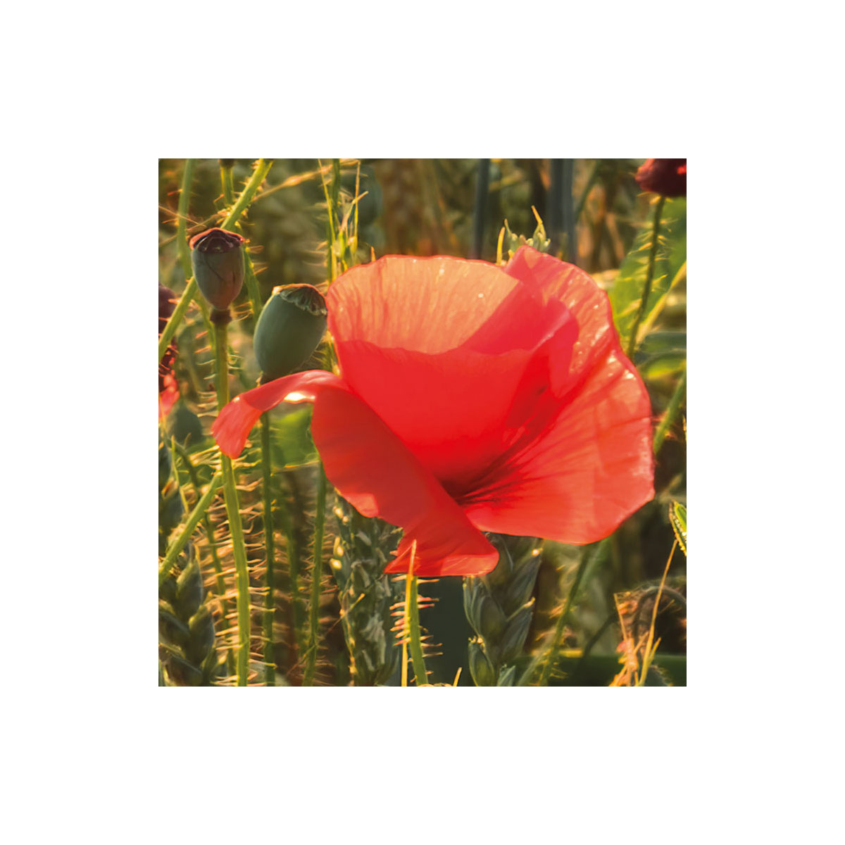 Komar  Vlies Fototapete Poppy World 250x280 cm Bild 5