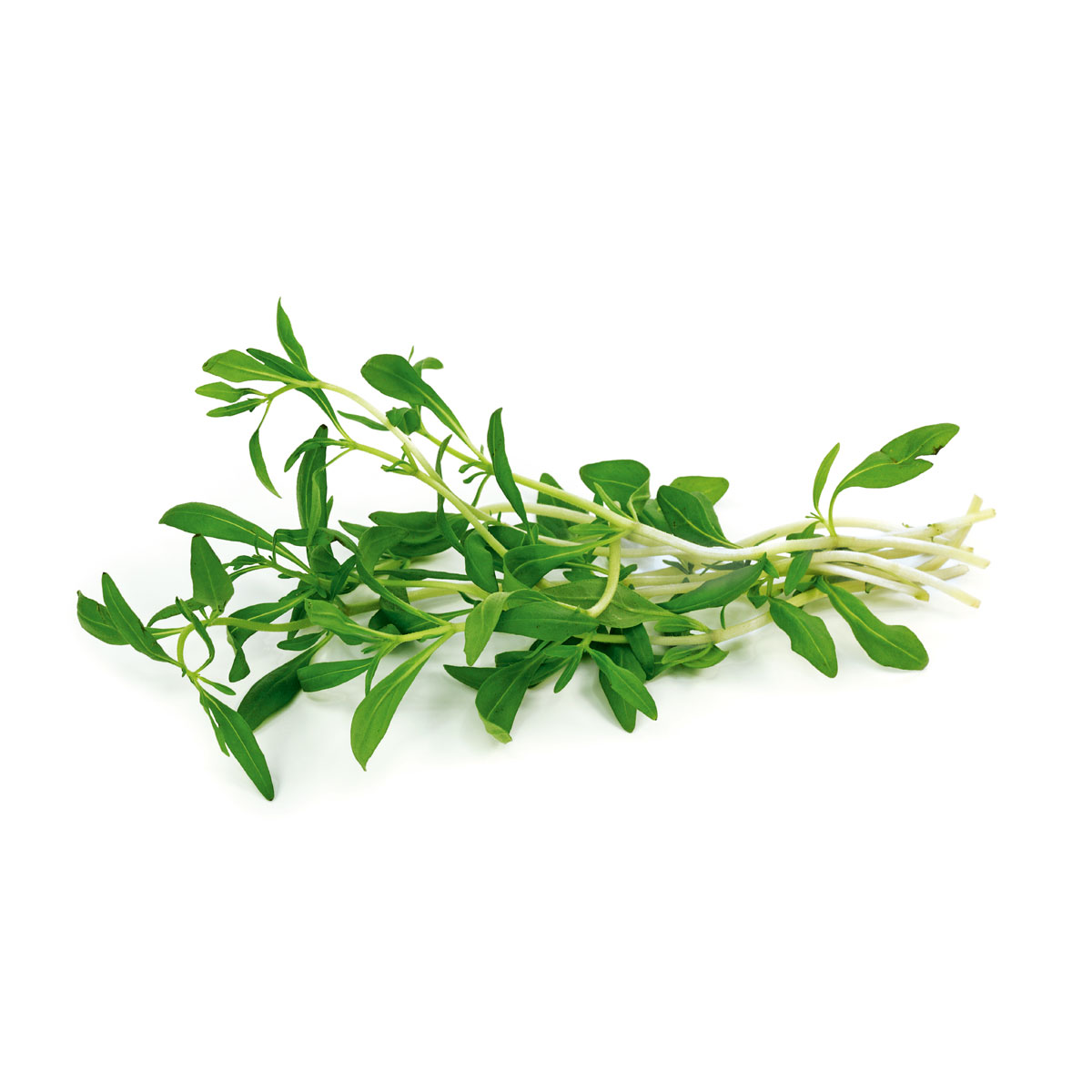 Plantiflor  Bohnenkraut Topf 12 cm Bild 2