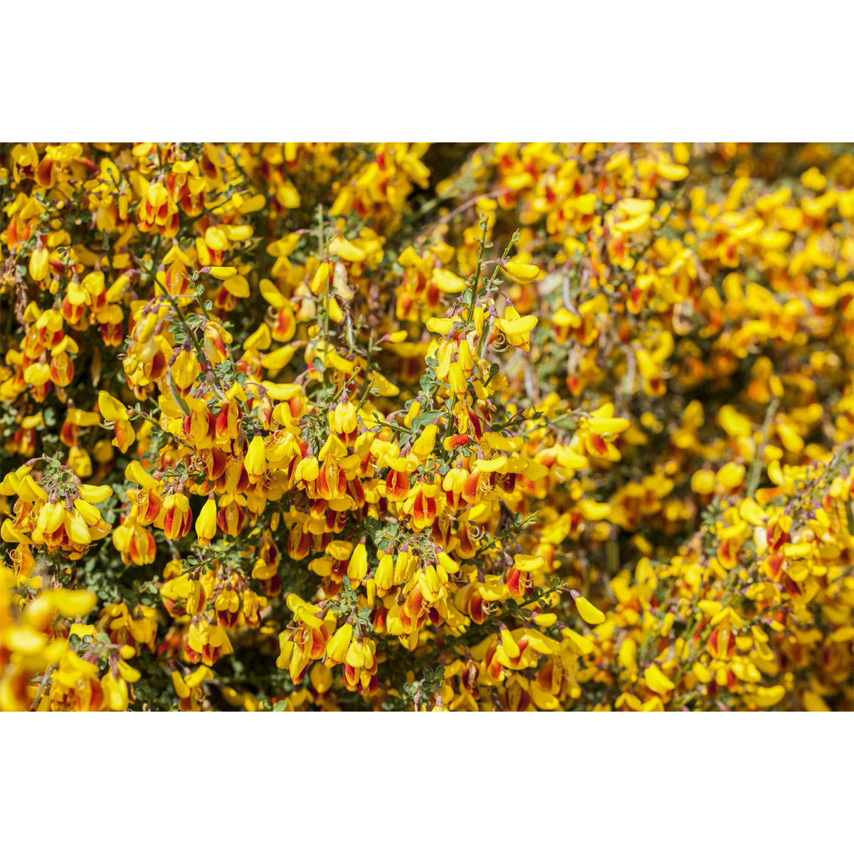 Plantiflor Besenginster Topf Durchmesser 19 cm