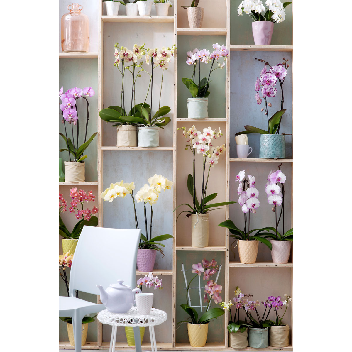 Plantiflor  Schmetterlings-Orchidee 3-Trieber Topf Durchmesser 12 cm Bild 3