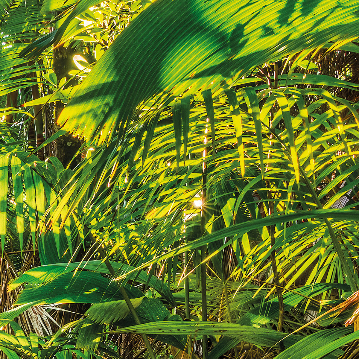 Komar  Papier Fototapete Jungle Trail 368x254 cm Bild 8