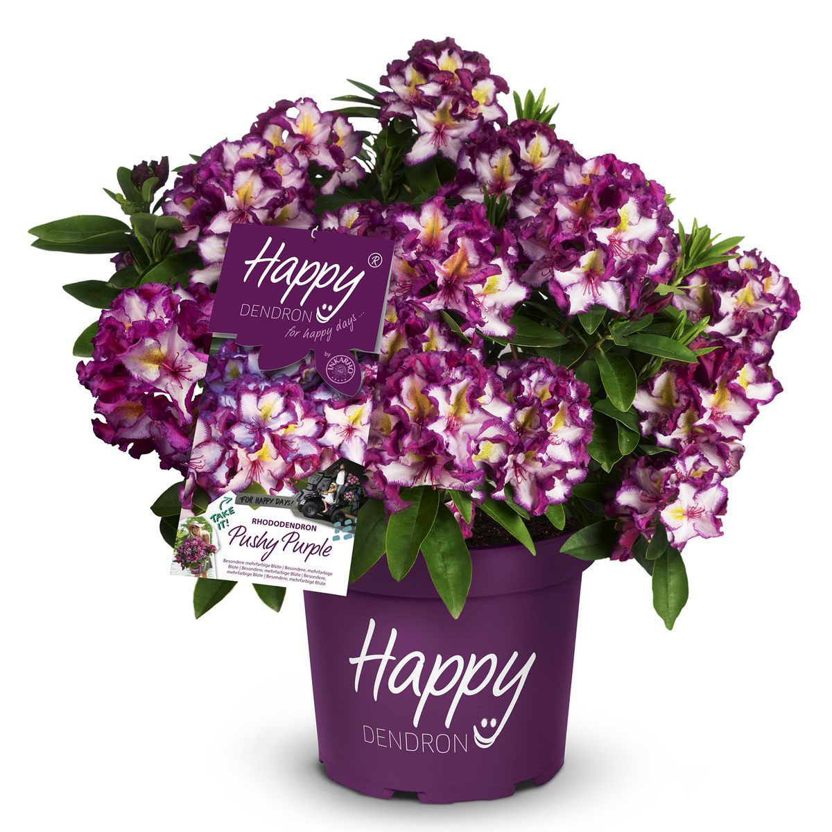 Alpenrose Happydendron Pushy Purple Topf Durchmesser 23 cm