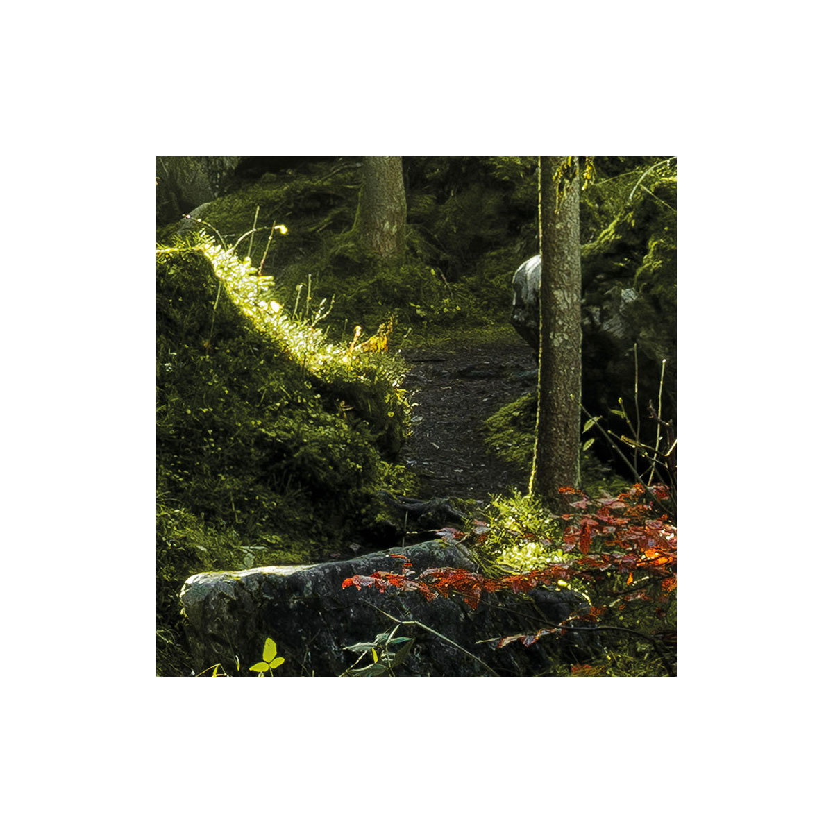 Komar  Vlies Fototapete Feuerzungen 450x280 cm Bild 8