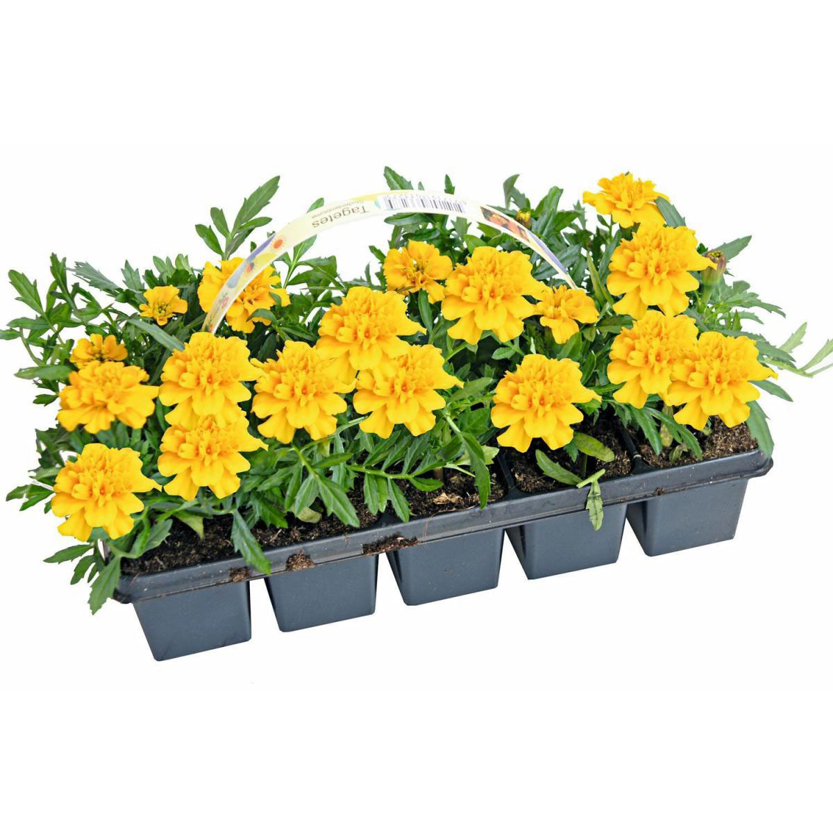 Plantiflor  Studentenblume Tagetes 10er Tray